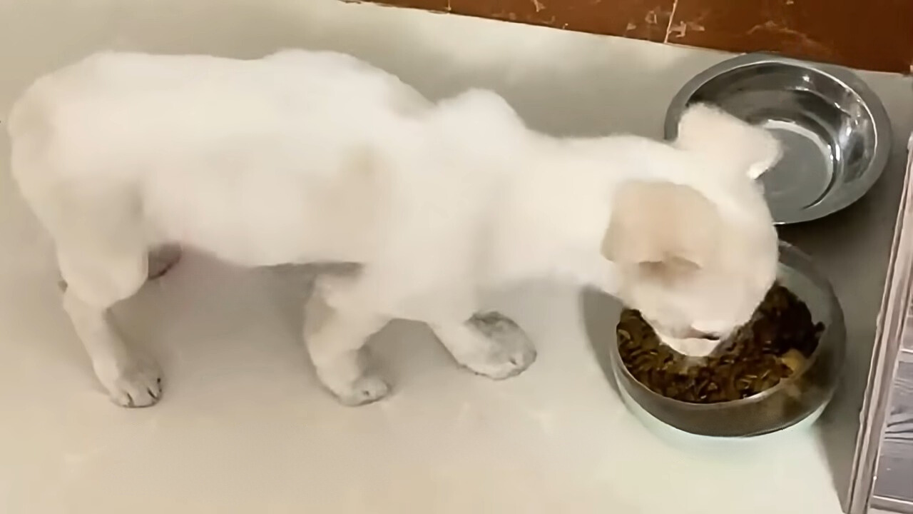 white puppy eating