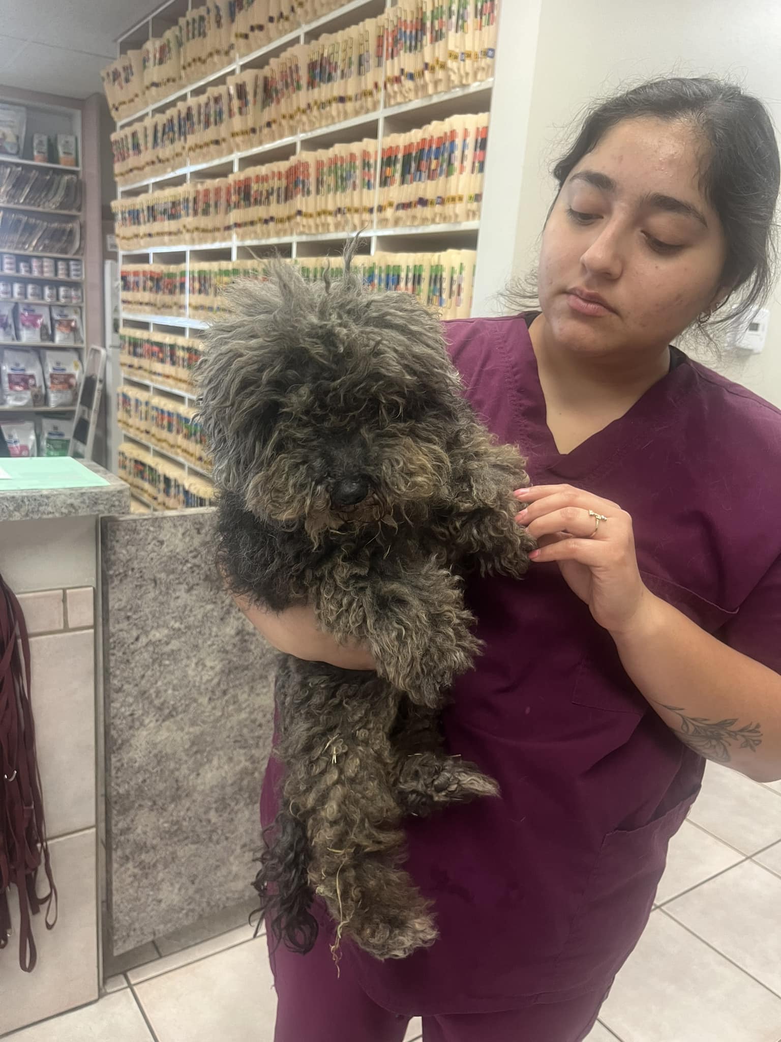 woman and stray dog with long fur