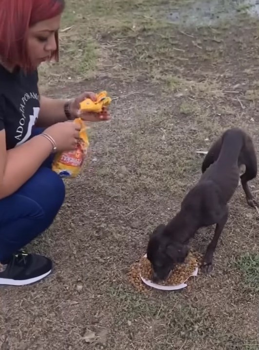 woman feeding abandoned dog