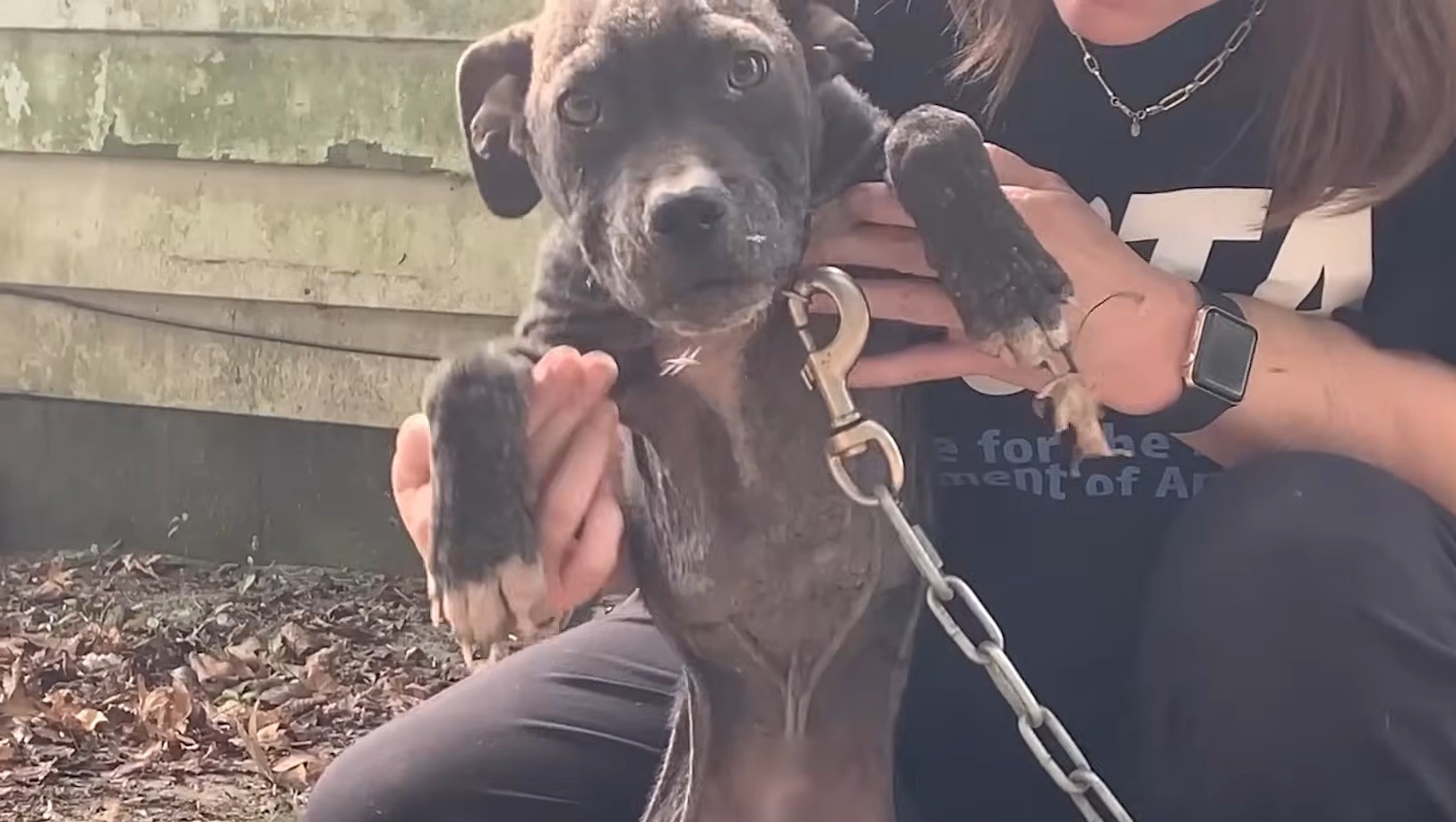 woman holding up chained dog