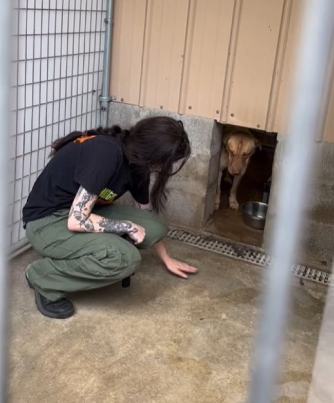 woman looking at scared dog