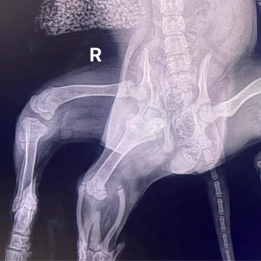 x-ray of six legged dog