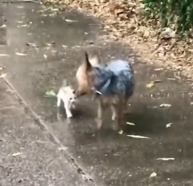 yorkshire terrier and kitten walking
