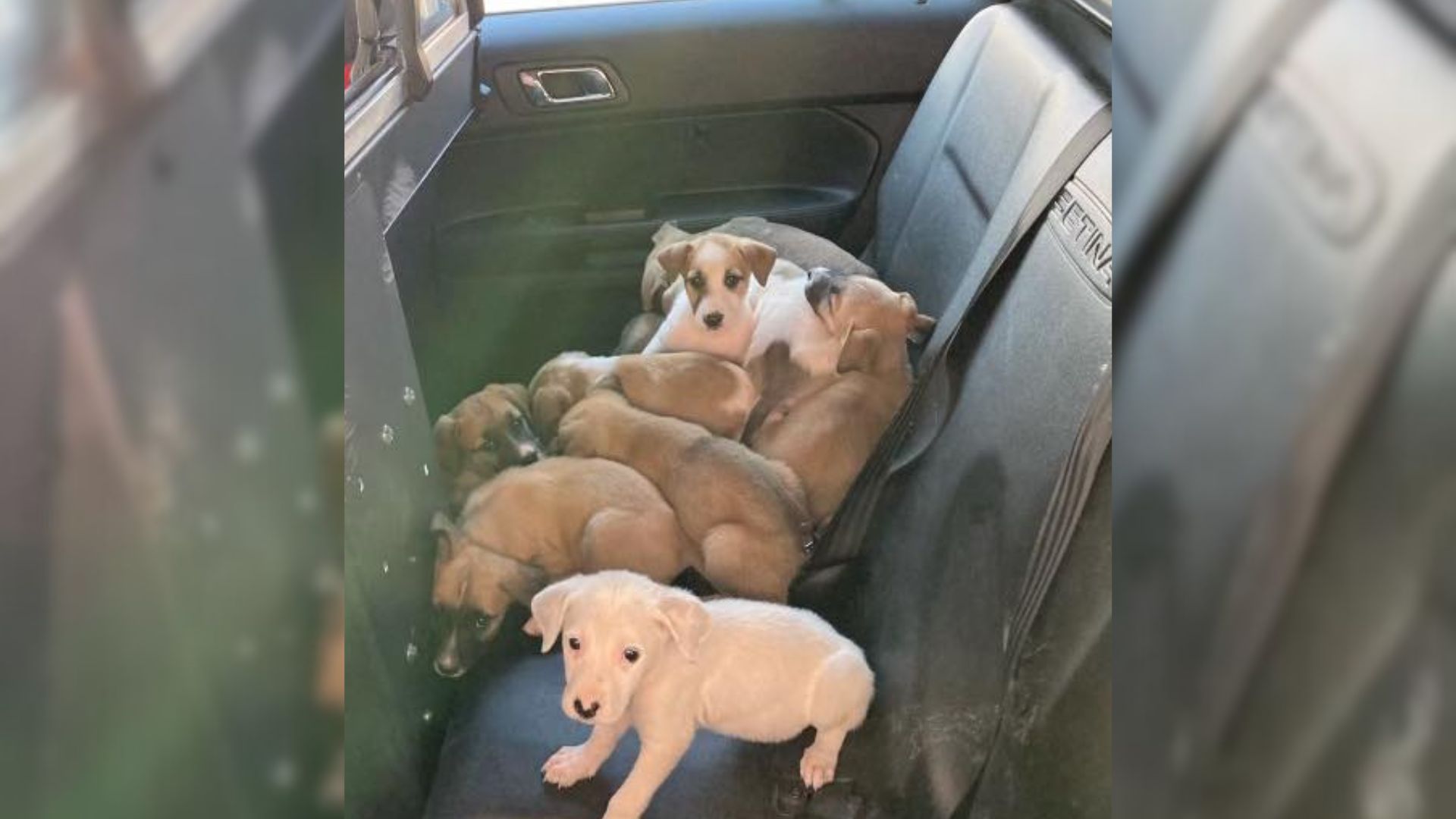 13 puppies in a police car