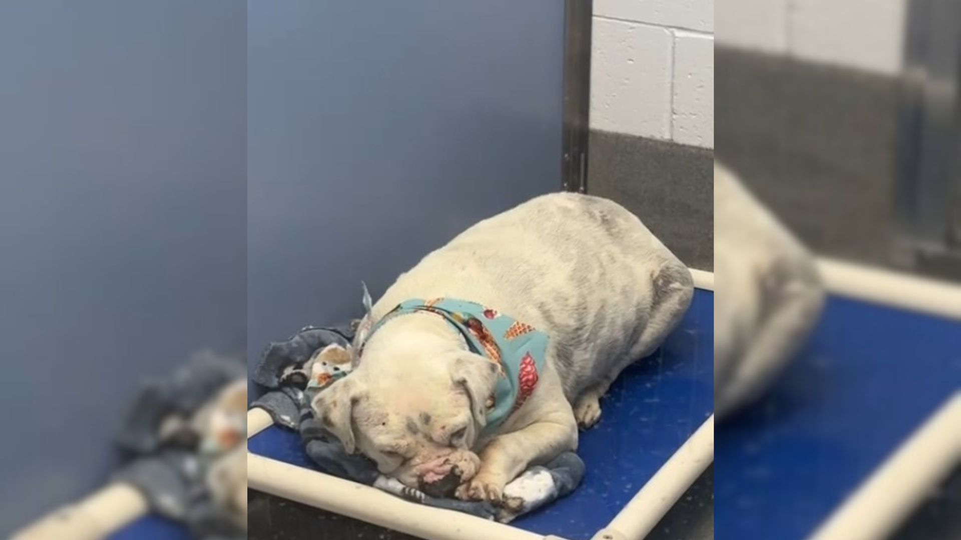 A Deaf Shelter Dog Who Has Suffered A Lot Lately Deserves A Better Tomorrow