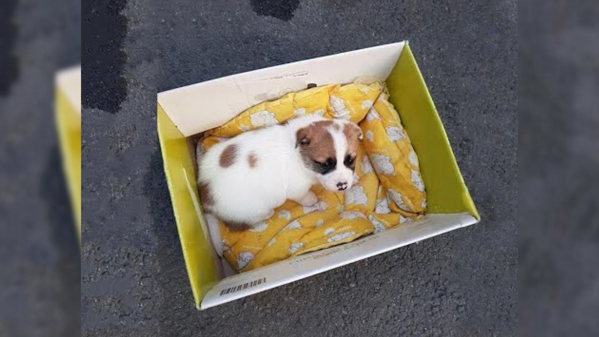 A Little Puppy Dumped In Trash Box Felt Helpless As She Kept Crying, Wishing To Be With Her Mom