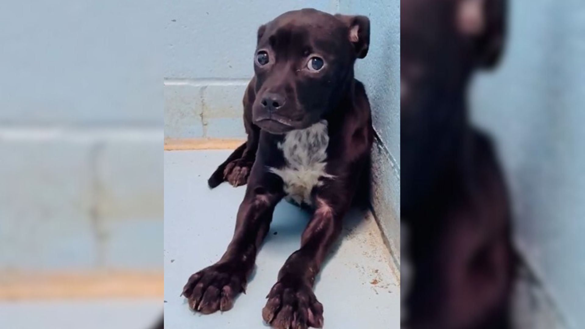 A Little Traumatized Puppy Who Was Uncontrollably Trembling In A Kennel Finally Comes Out Of Her Shell