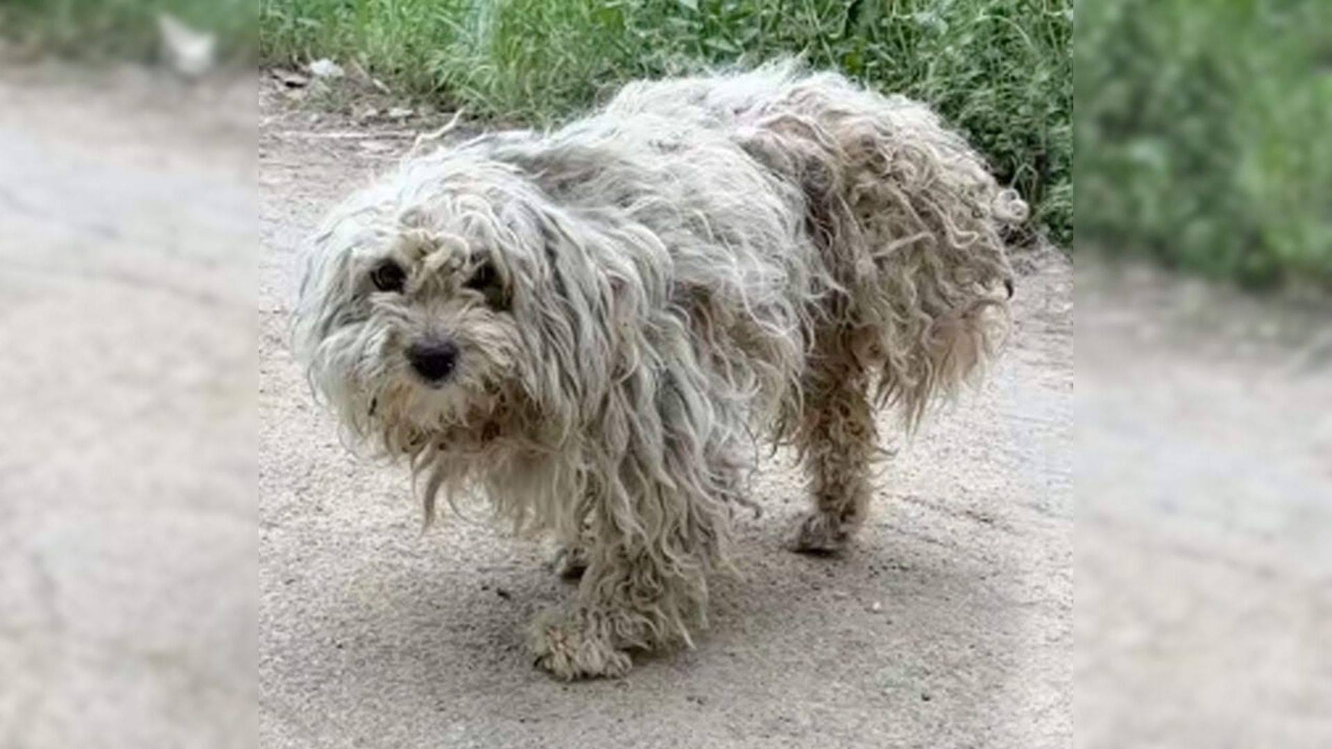 A Sad And Helpless Three-Legged Pup Crawled Toward The Landfill Hoping To Find Scraps Of Food