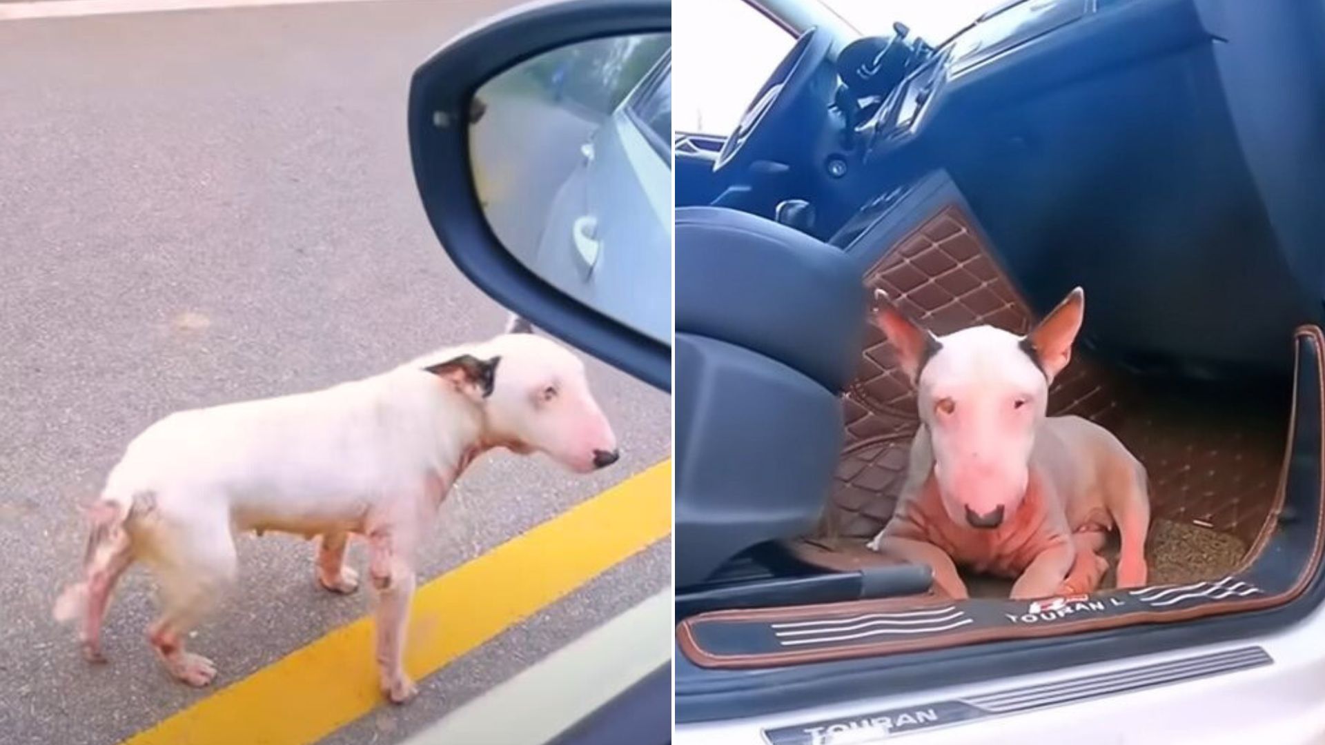 A Sorrowful Pup Pregnant With 6 Puppies Was Running After A Car, Pleading Humans For Help