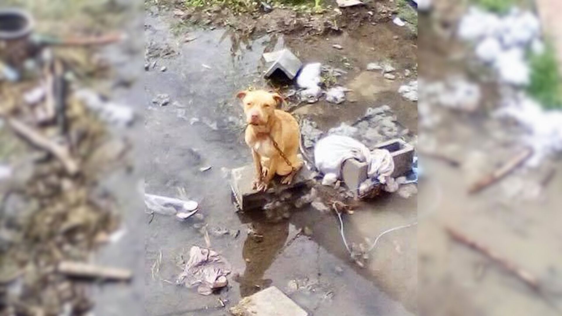 A Sweet Pup Tied In A Puddle Of Water Just Wants Somebody Who Will Give Her A New Chance