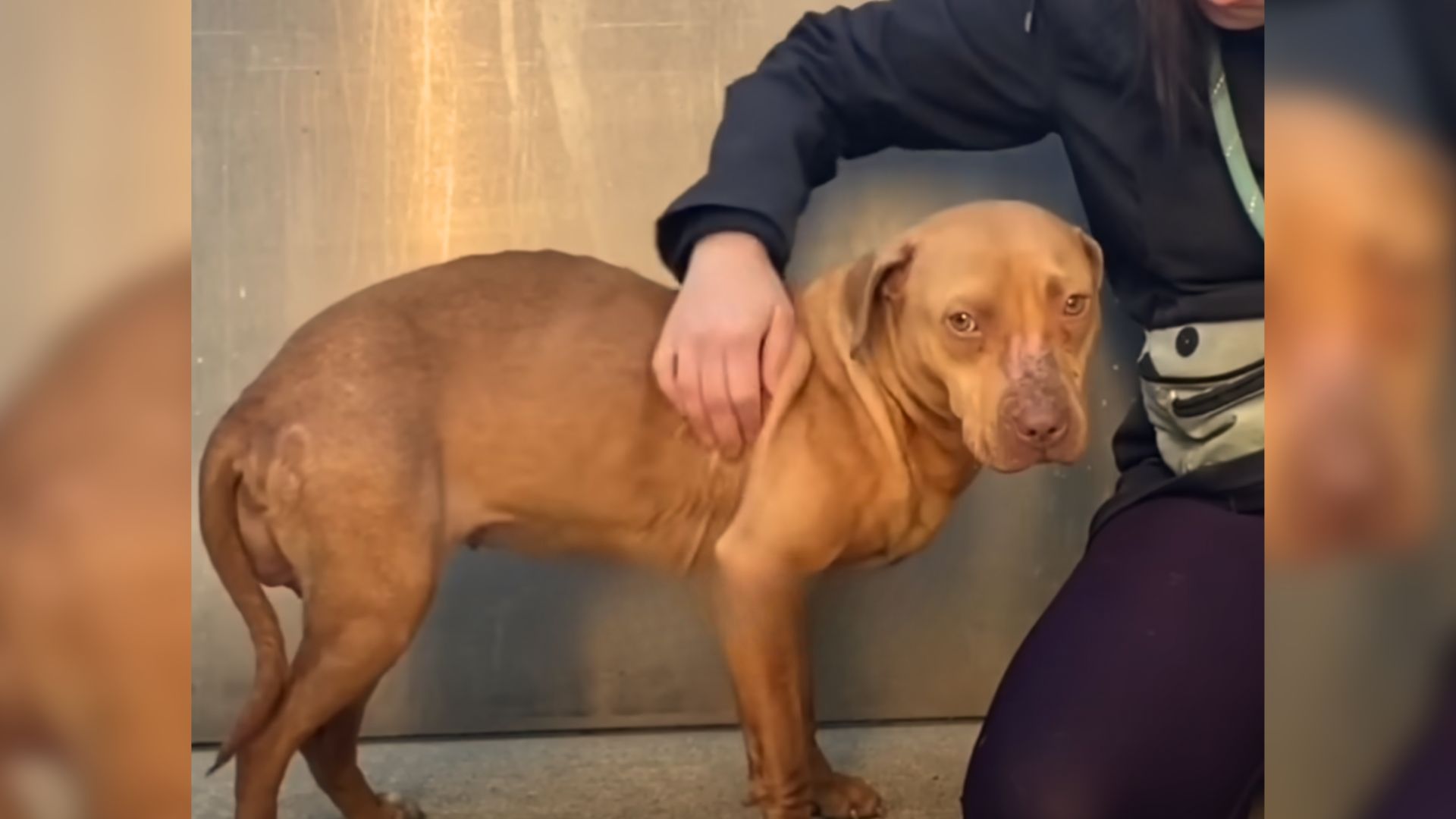 A Sweet Stray Pittie Who Was Scared Of Her Own Shadow Steals The Heart Of Her Foster Mom