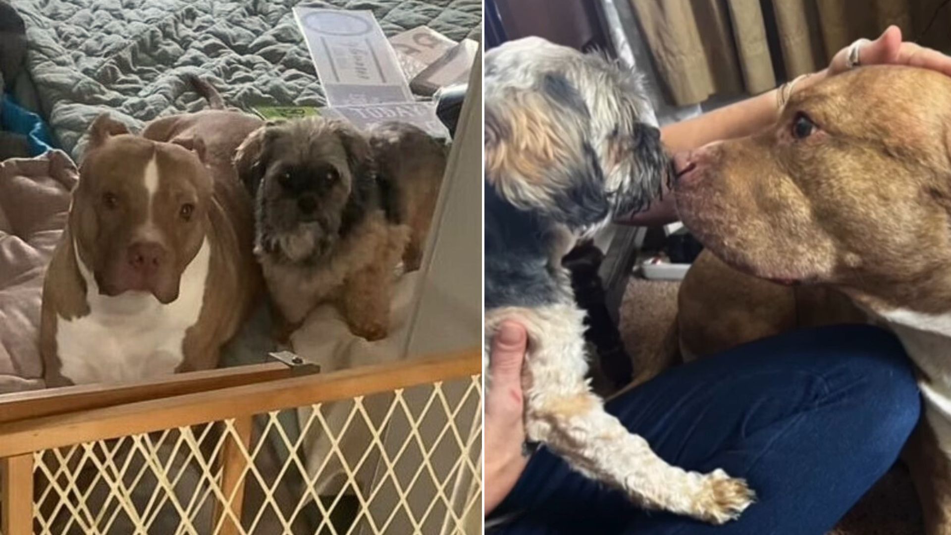 Woman Helps Her Dog Overcome The Loss Of A Friend With The Sweetest Gesture