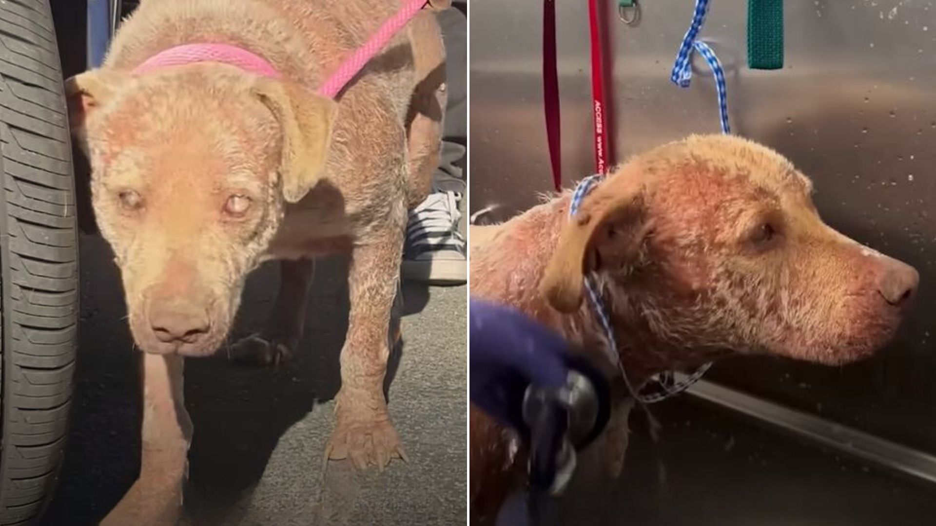 Abandoned Blind Senior Pup Who Spent Years On The Streets Hopes To Find Unconditional Love