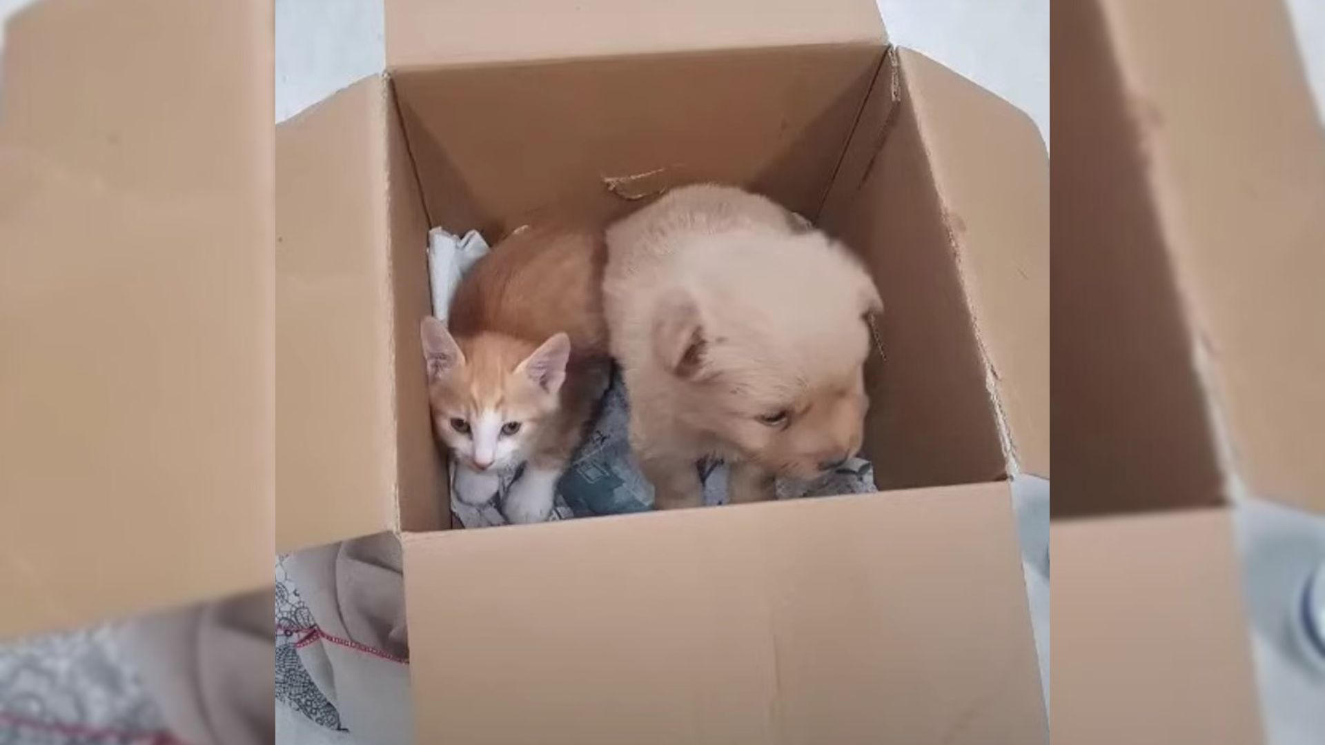 abandoned puppy and kitten