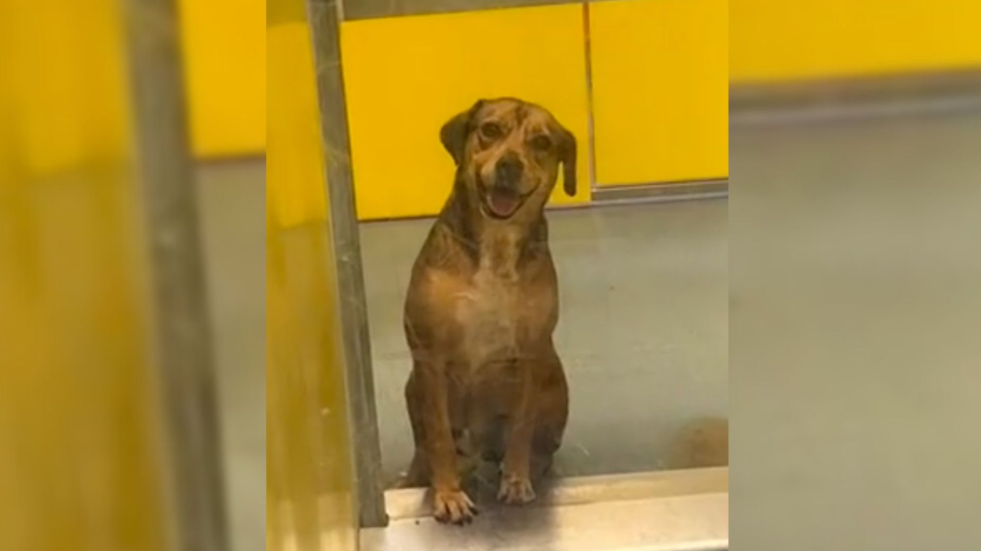 Pup Spends 420 Days At Shelter, Showering People With Smiles While Hoping To Find A Home