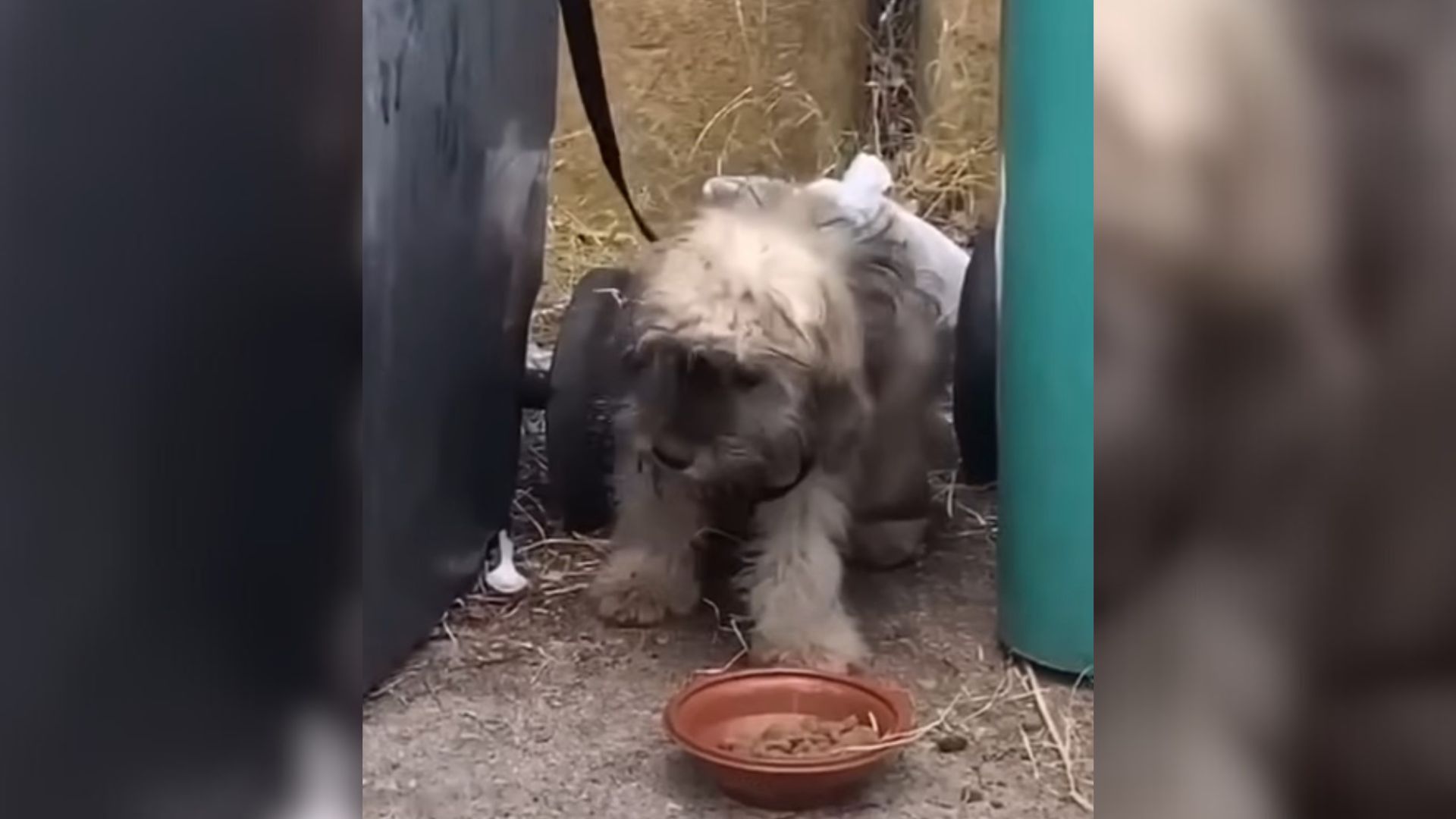 tied puppy to a trash can