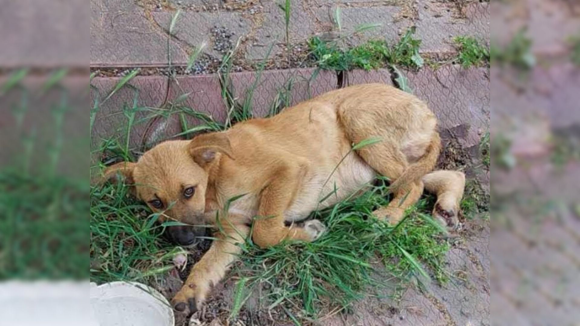 Pup Seriously Injured In Car Accident Lies Motionless On The Ground, Begging Passersby For Help