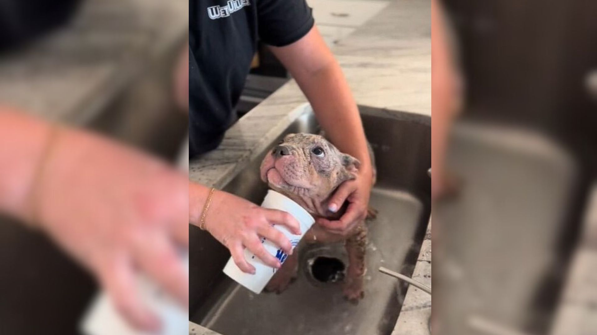 Adorable Stray Pup Covered In Mange Melts With Gratitude After Her Foster Mom Gives Her A Bath