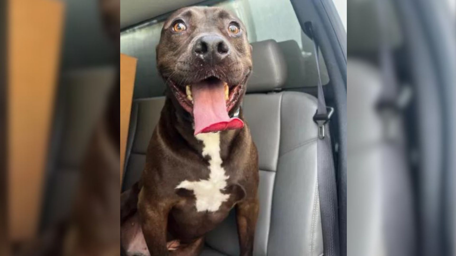 dog sitting in a car