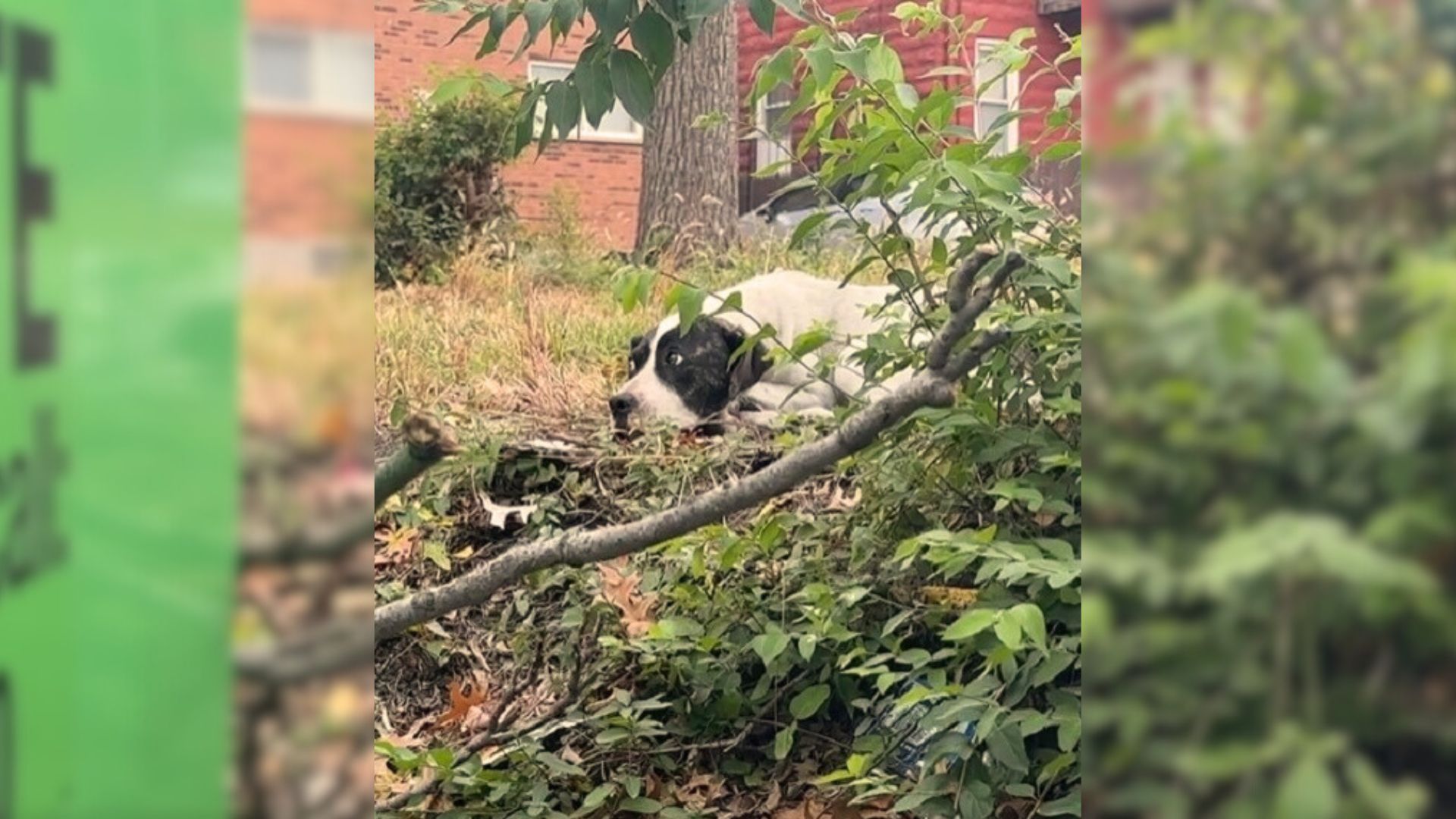 An Injured Pup Who Hid Behind A Dumpster