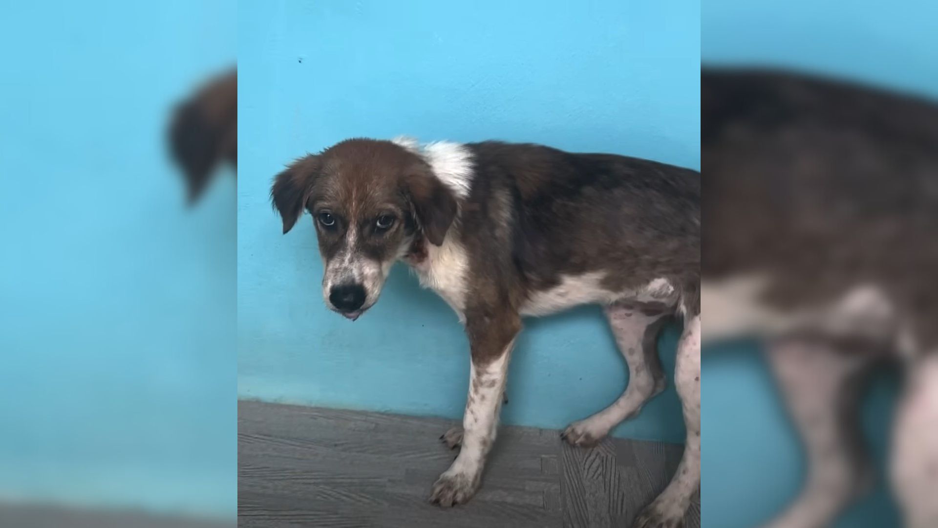 Anxious Pup Who Had Something Unusual Around Her Neck