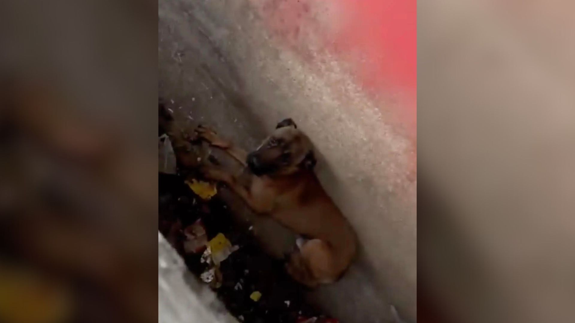 Rescuer Was Shocked To See A Dog Lying In A Sewer So She Hurriedly Tried To Help