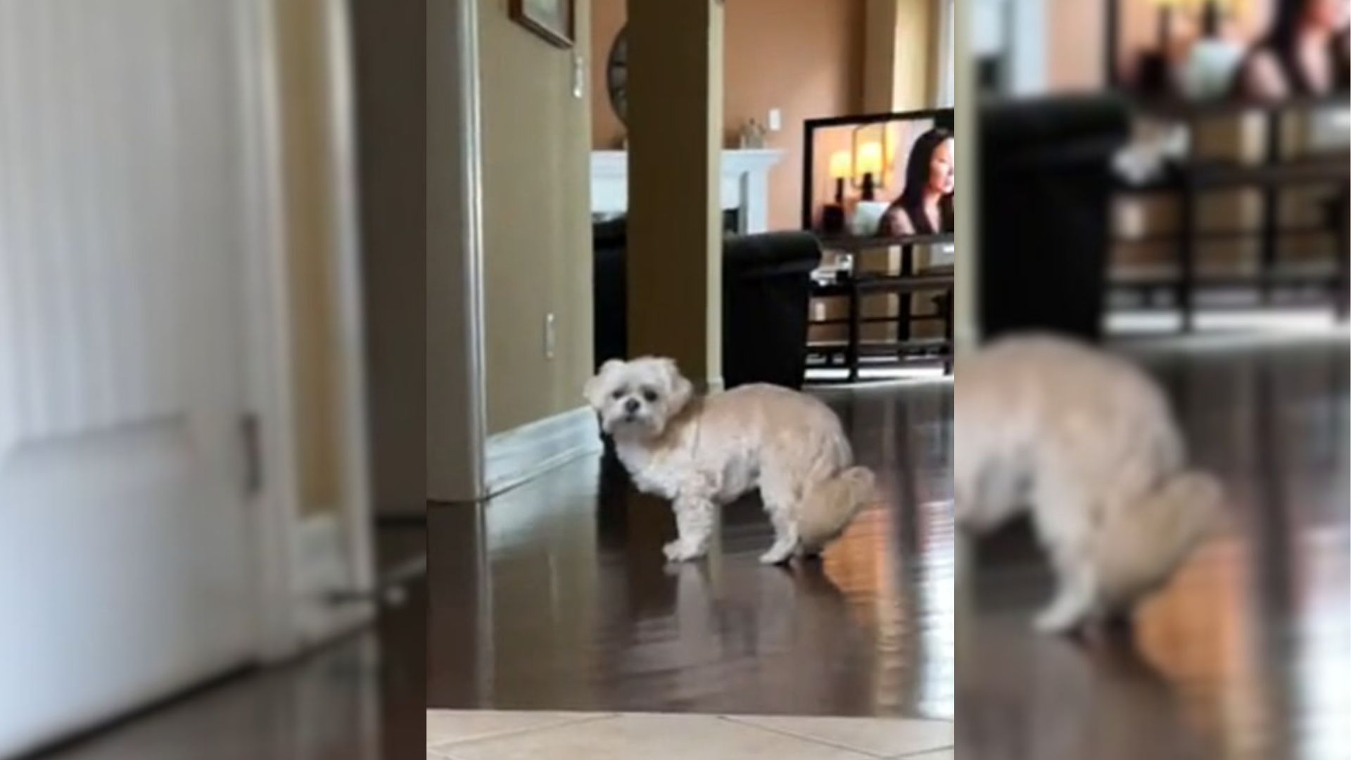 Blind And Deaf 16-Year-Old Dog's Reaction