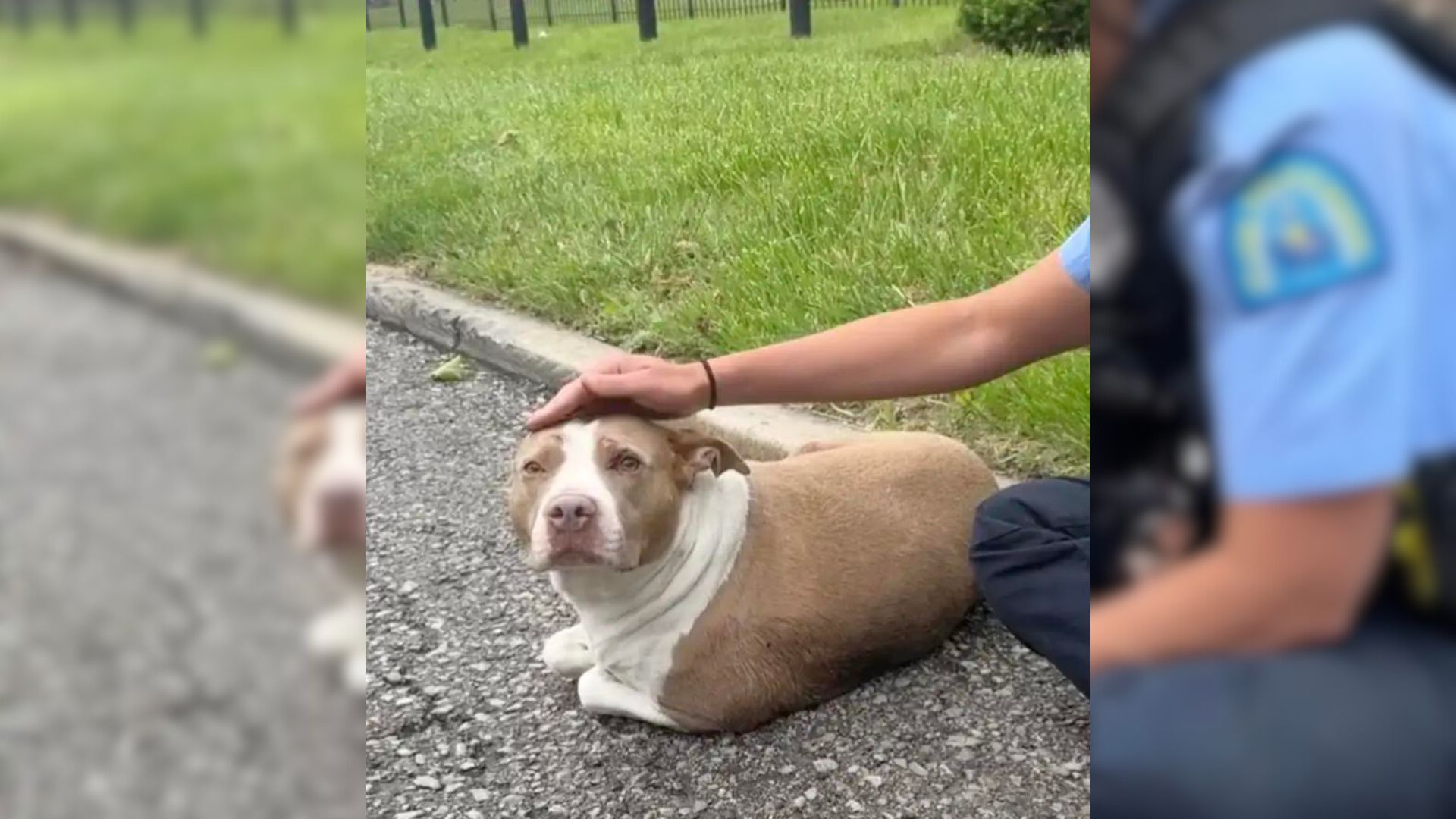 Police Officers Shocked To Discover Injured Dog Lying Helplessly On The Side Of The Road