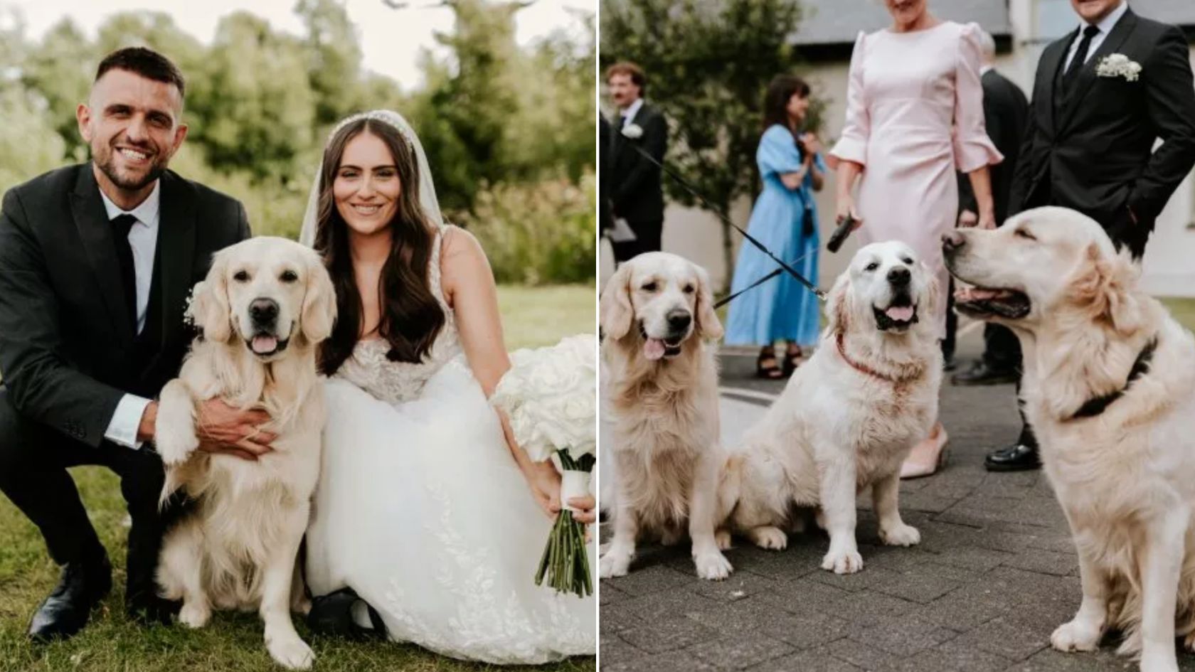 dogs at the wedding