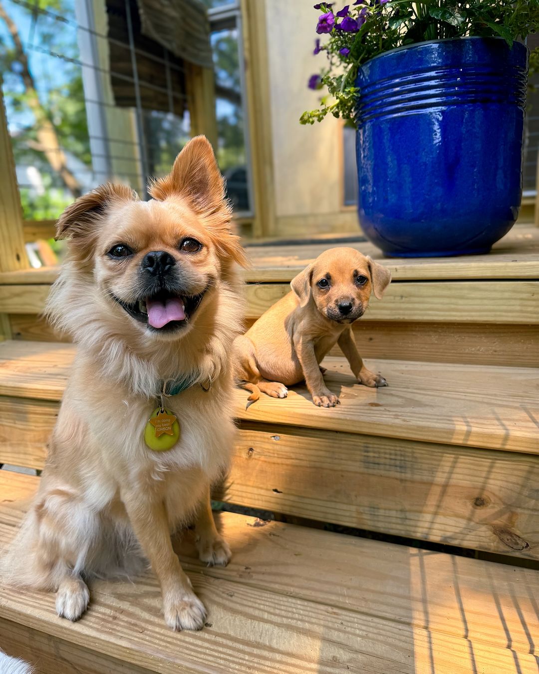 Cute dogs on a stairs