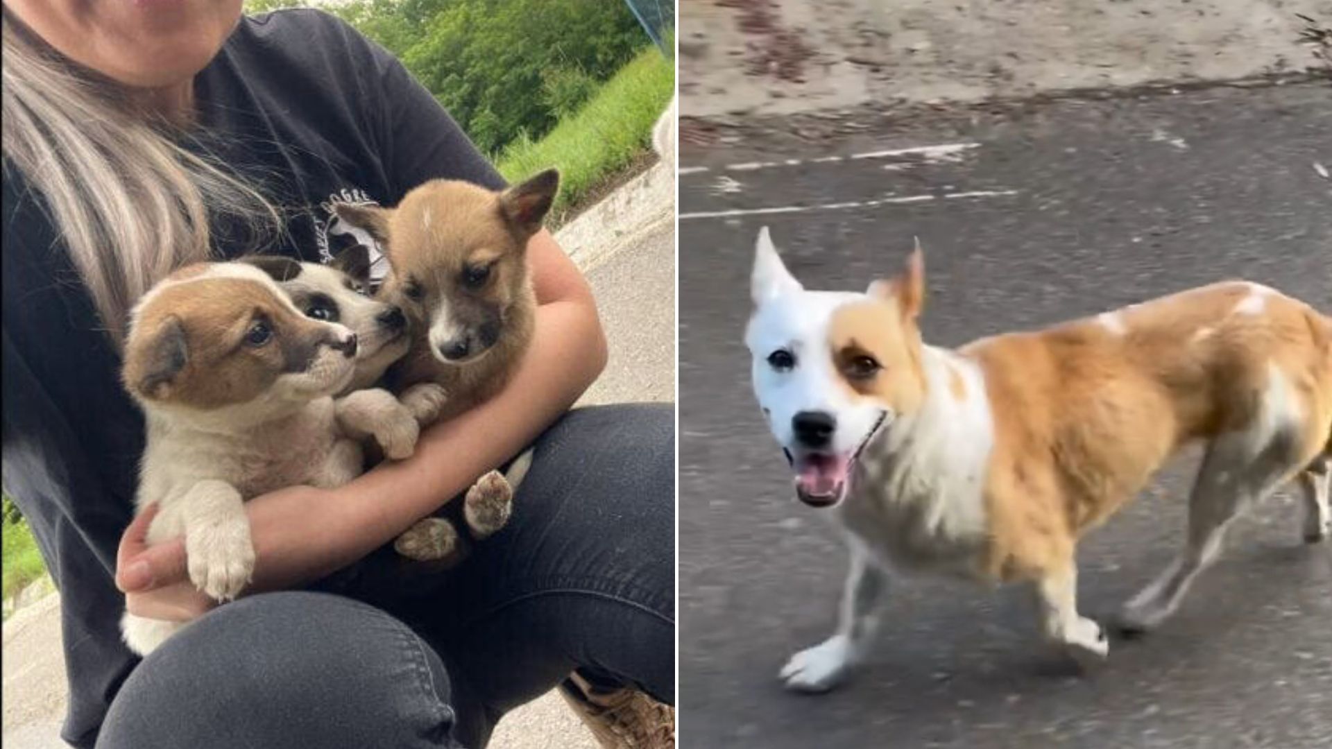 mama dog rescuing puppies