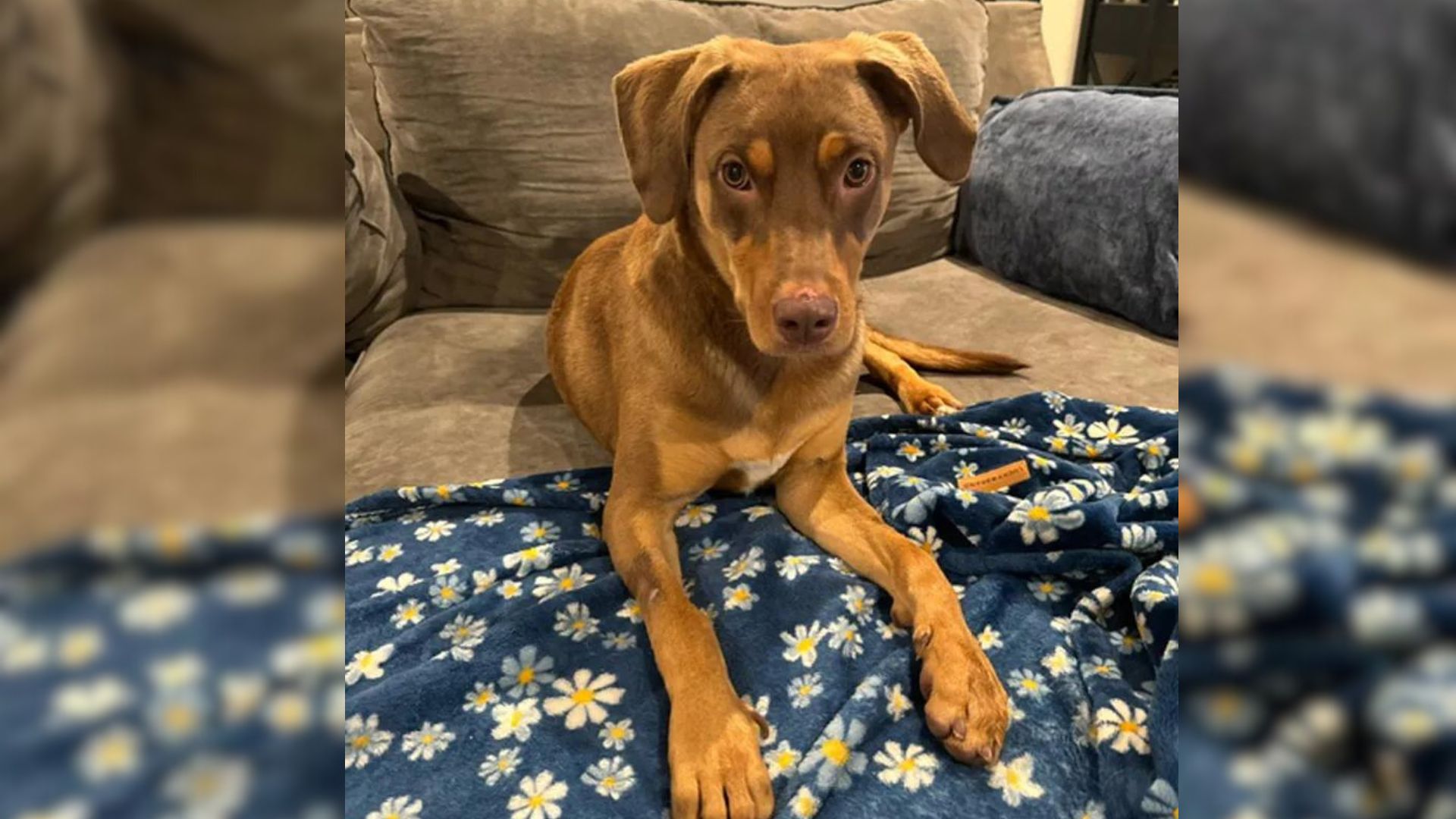 dog lying on the couch