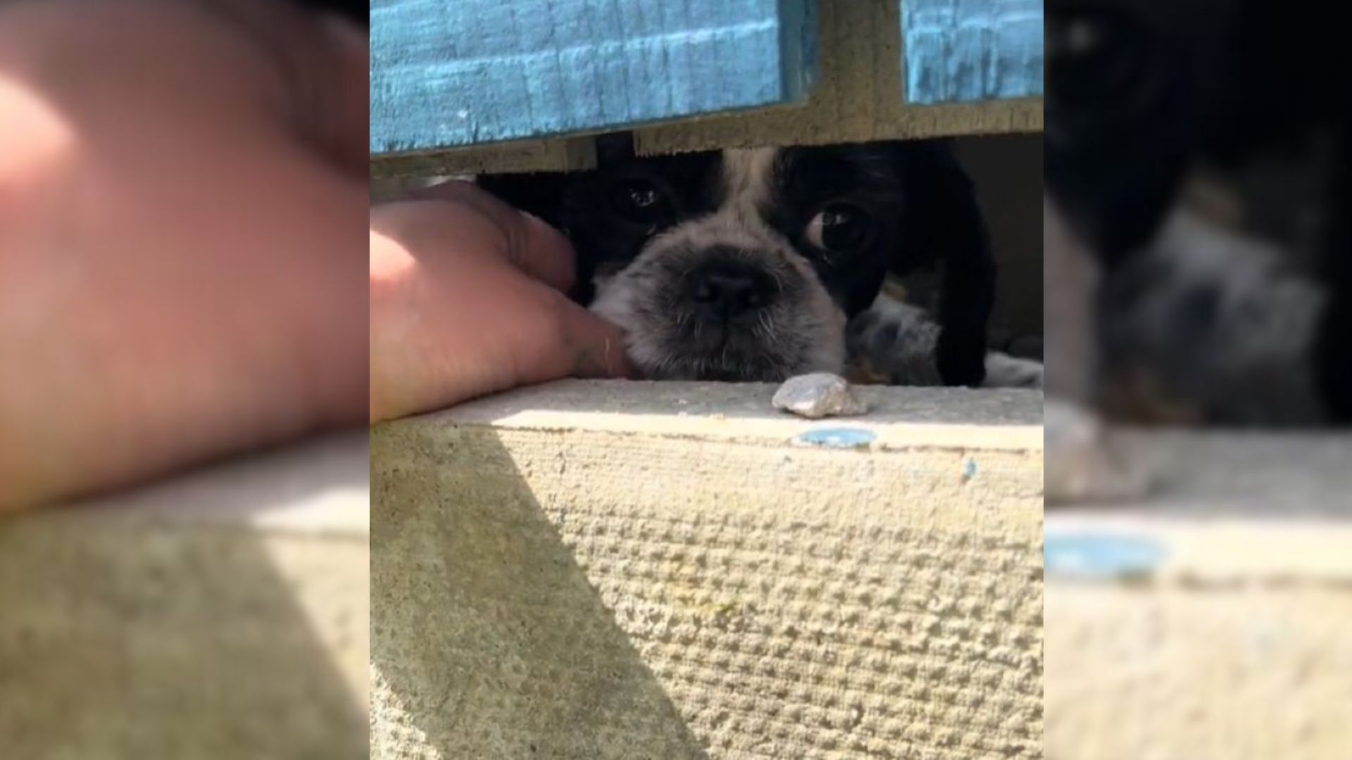 Dog About To Be Surrendered To A Shelter Finds New Hope In His Neighbors