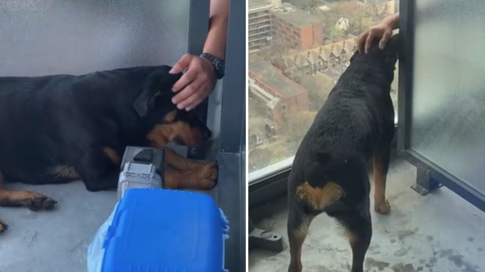 Dog Formed “Secret Friendship” That Surprised Even Her Parents