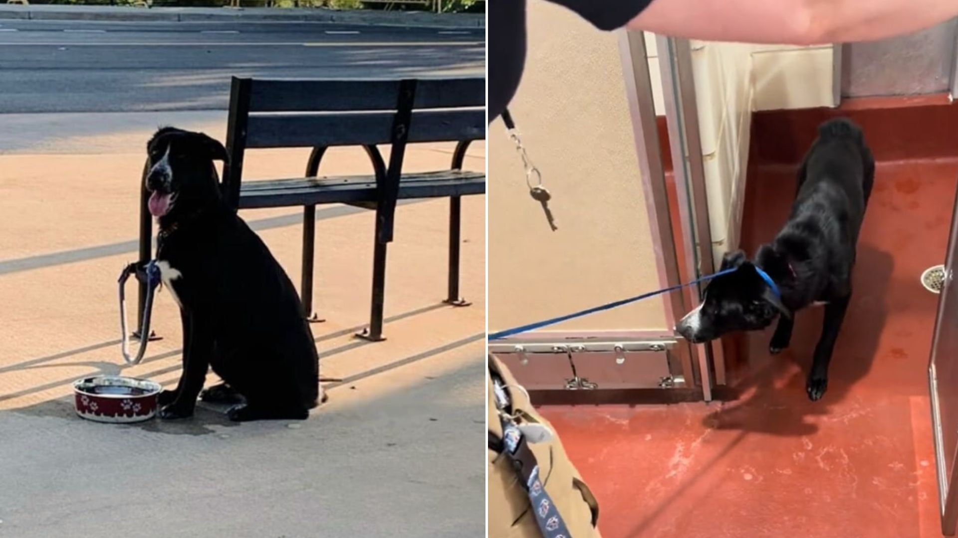 dog tied to a bench