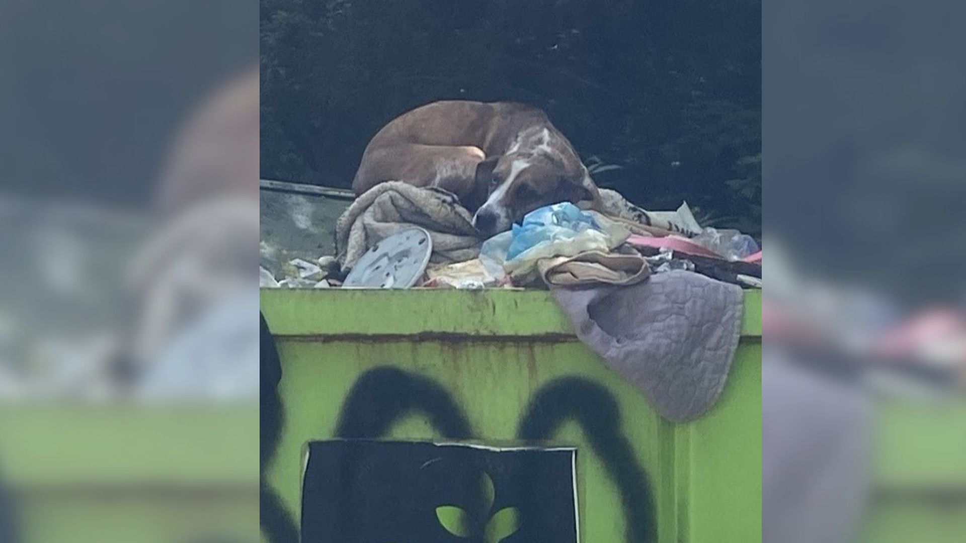 dog on dumpster