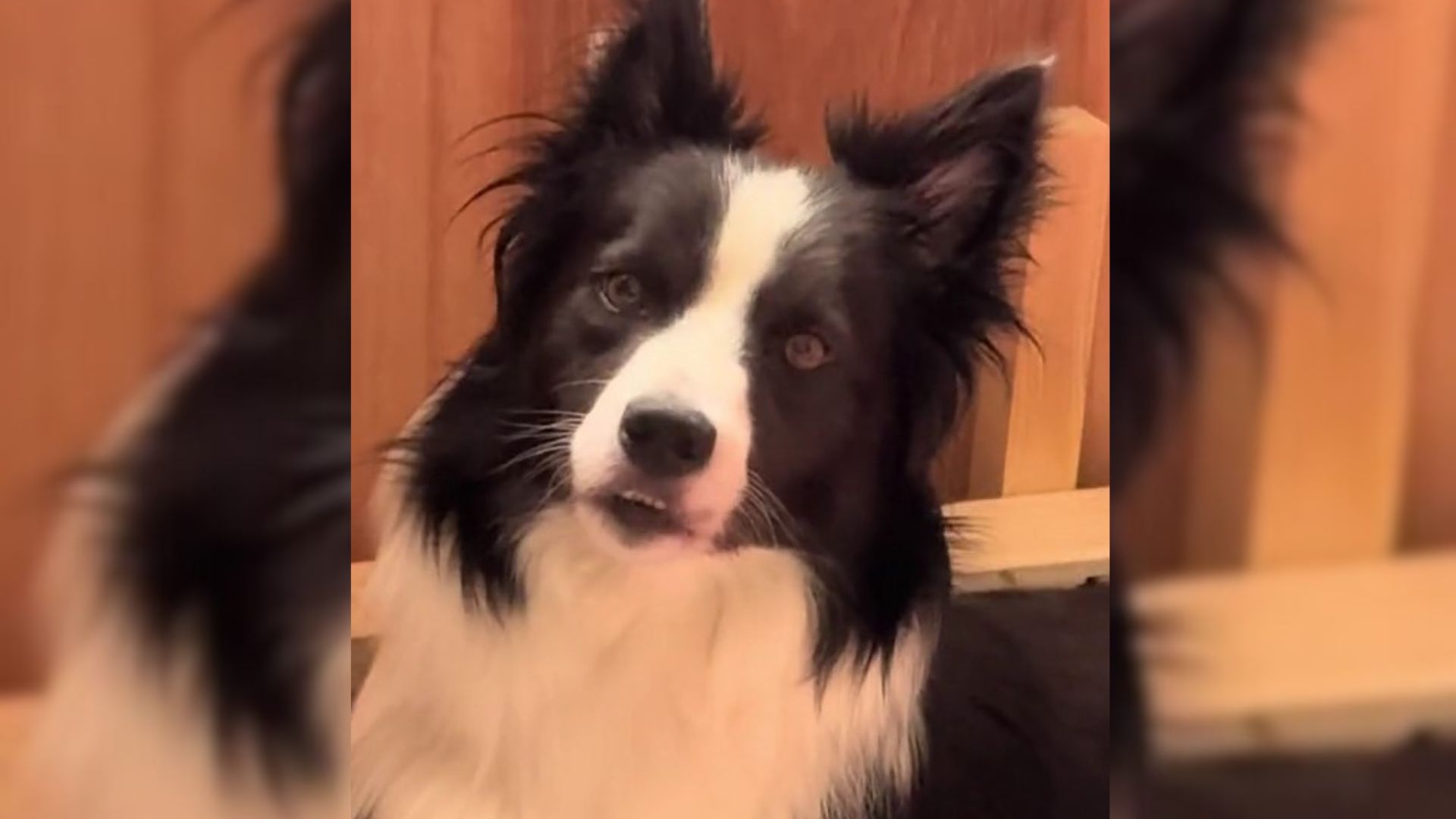 Dog Shocked By The New Reality Which She Didn’t Even See It Was Coming