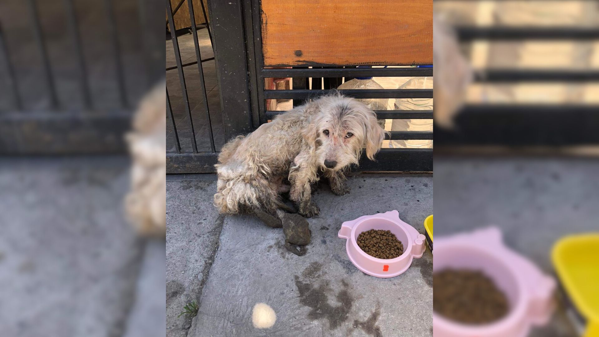 Dog Waits On The Sidewalk For Owners To Return, Not Knowing They Are Not Coming Back