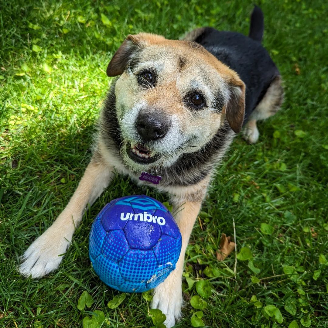 Dog with ball