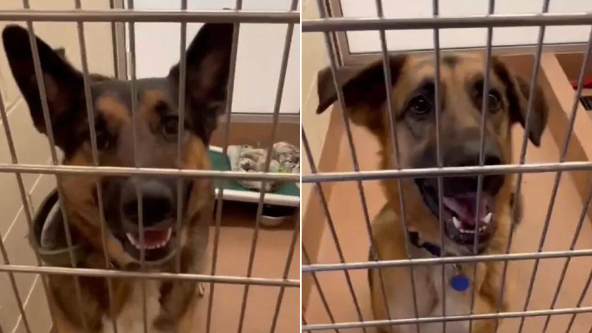 Dogs That Were Inseparable In The Shelter Continued