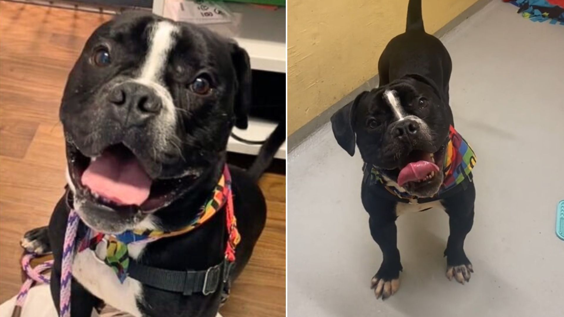 Extremely Anxious Shelter Dog Kept Getting Overlooked Until He Received The Most Thoughtful Gift Ever 