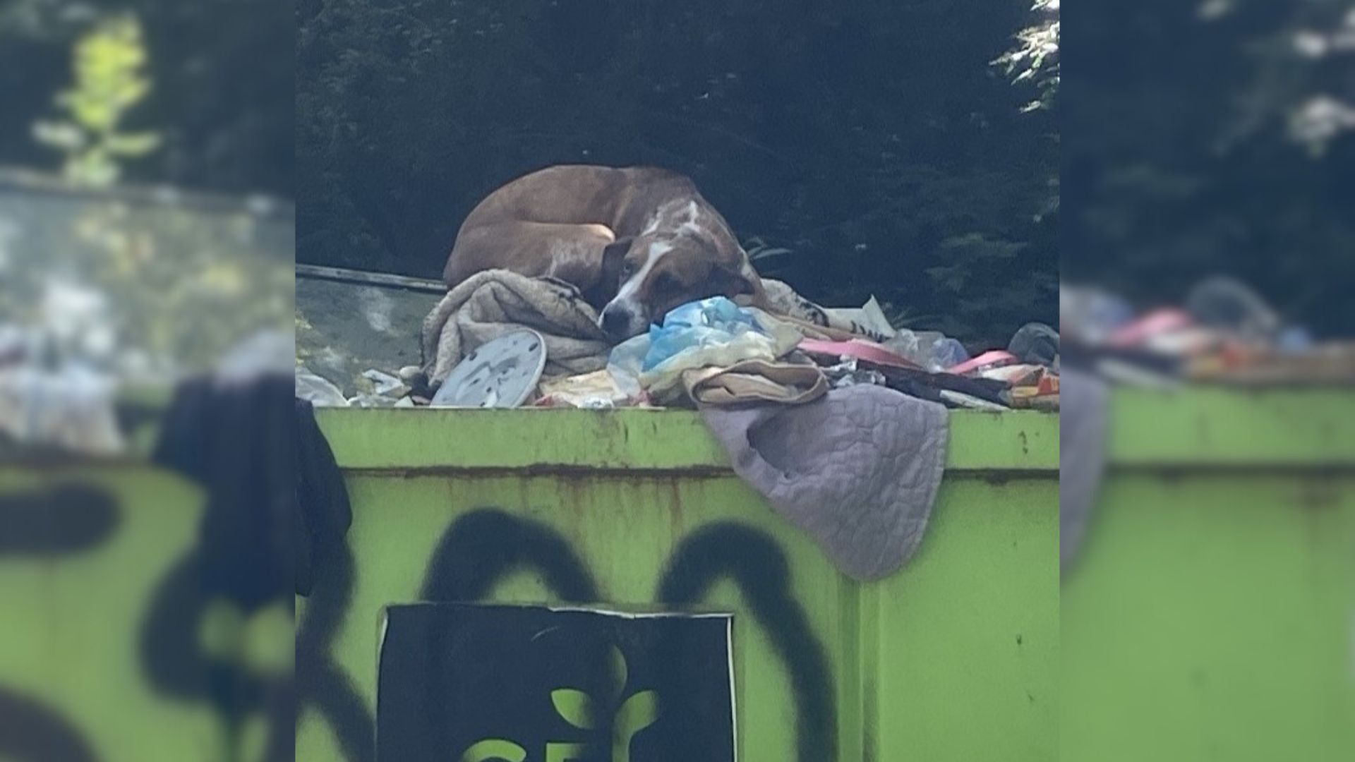 dog in a dumpster