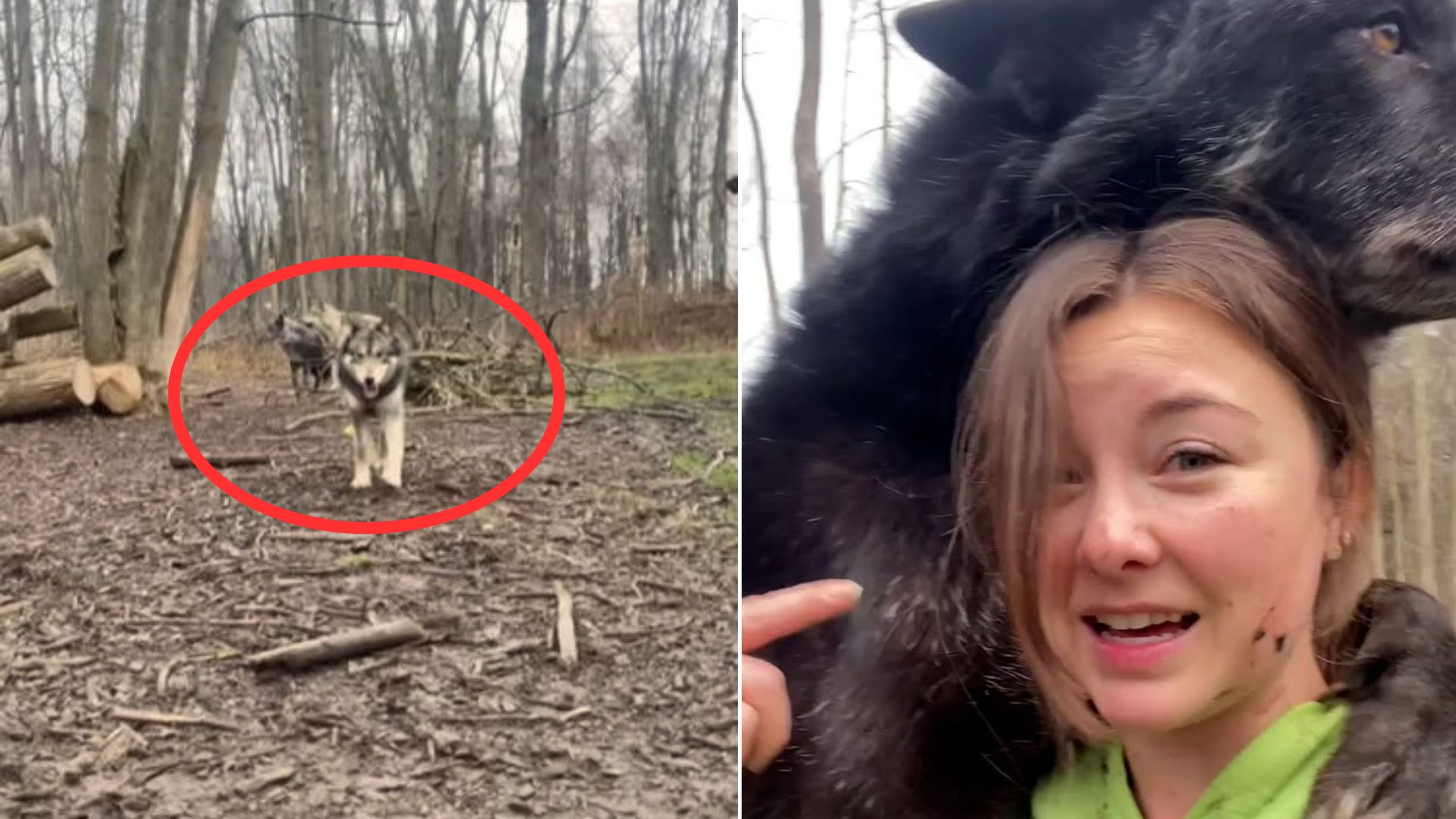 Fearful Wolf Dog Reunites With His Long-Lost Brother And Undergoes Incredible Transformation