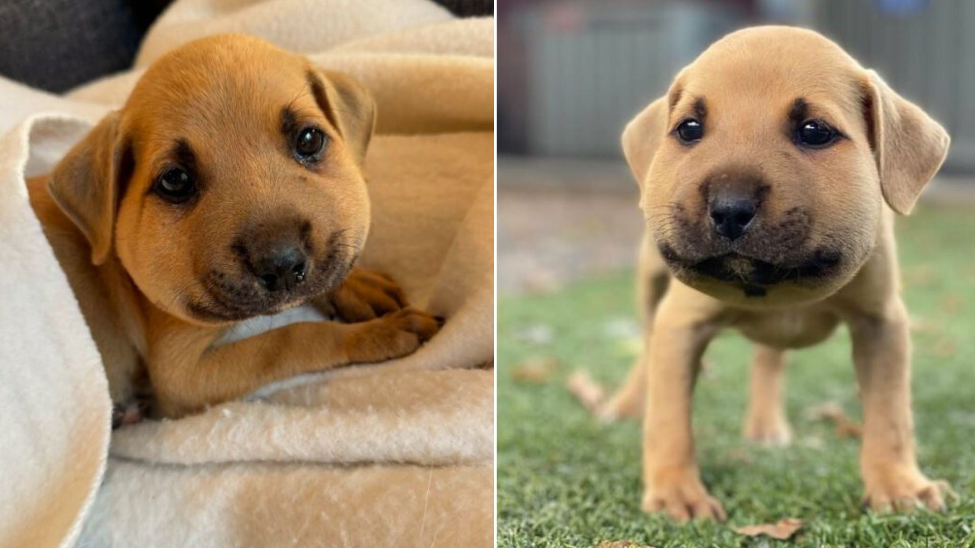 puppy stung by bee