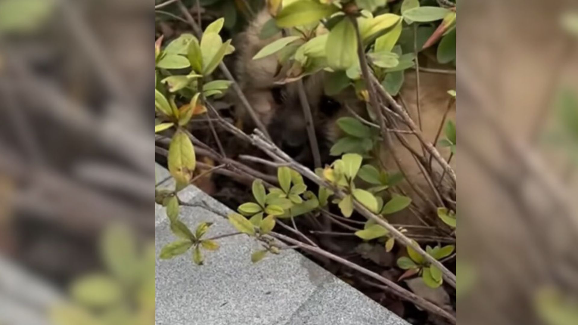 Good Humans Rescue An Injured Puppy Who Kept Crying As He Struggled To Get Out Of The Bush