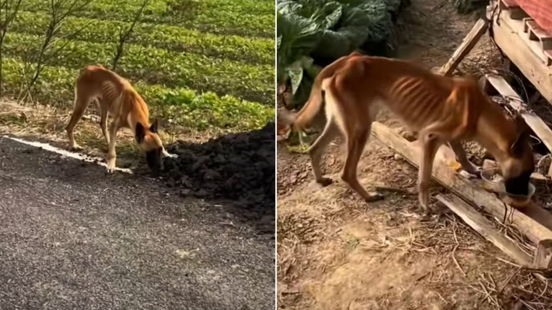 malnourished pup eating dirt