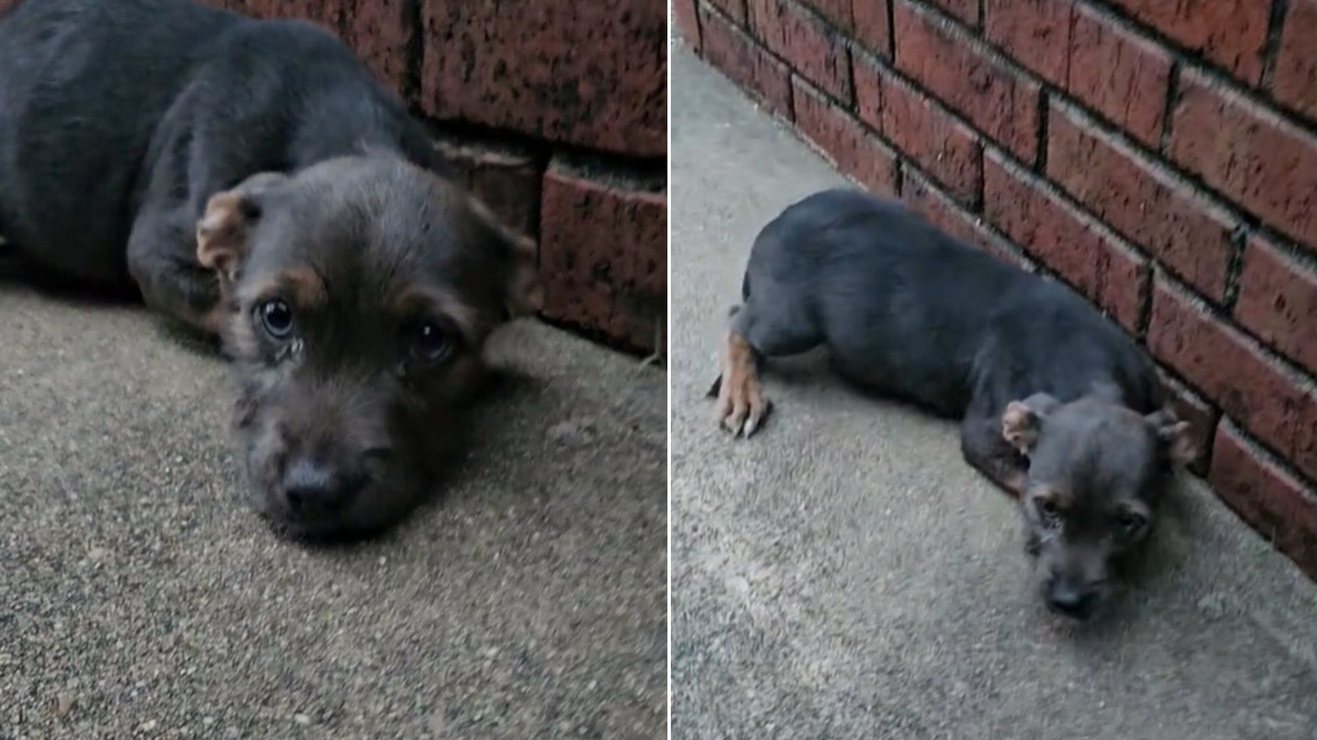 puppy dumped on the street