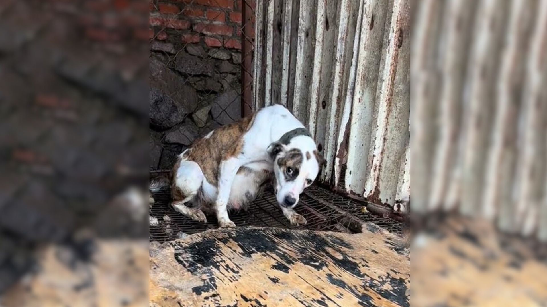 pregnant dog begging for help