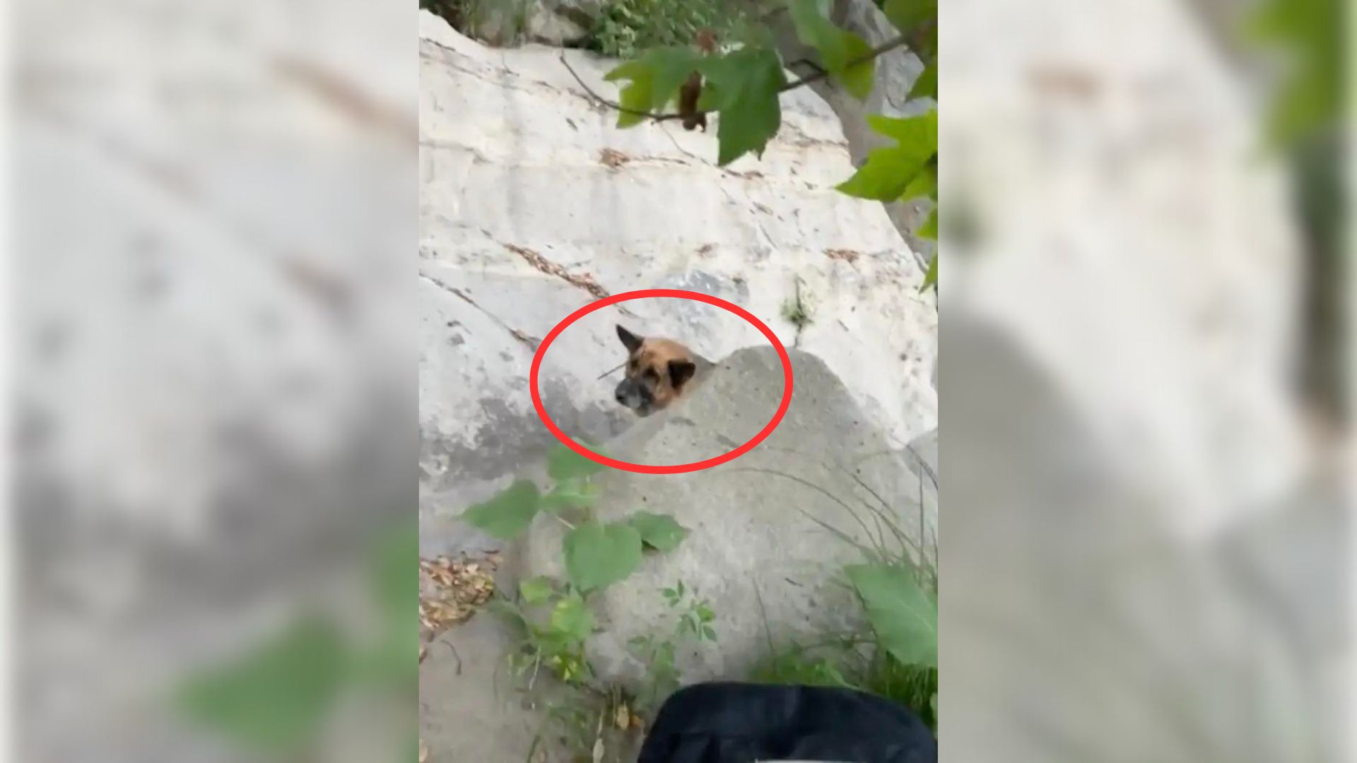 Hikers Were Shocked To Find An Abandoned Pup
