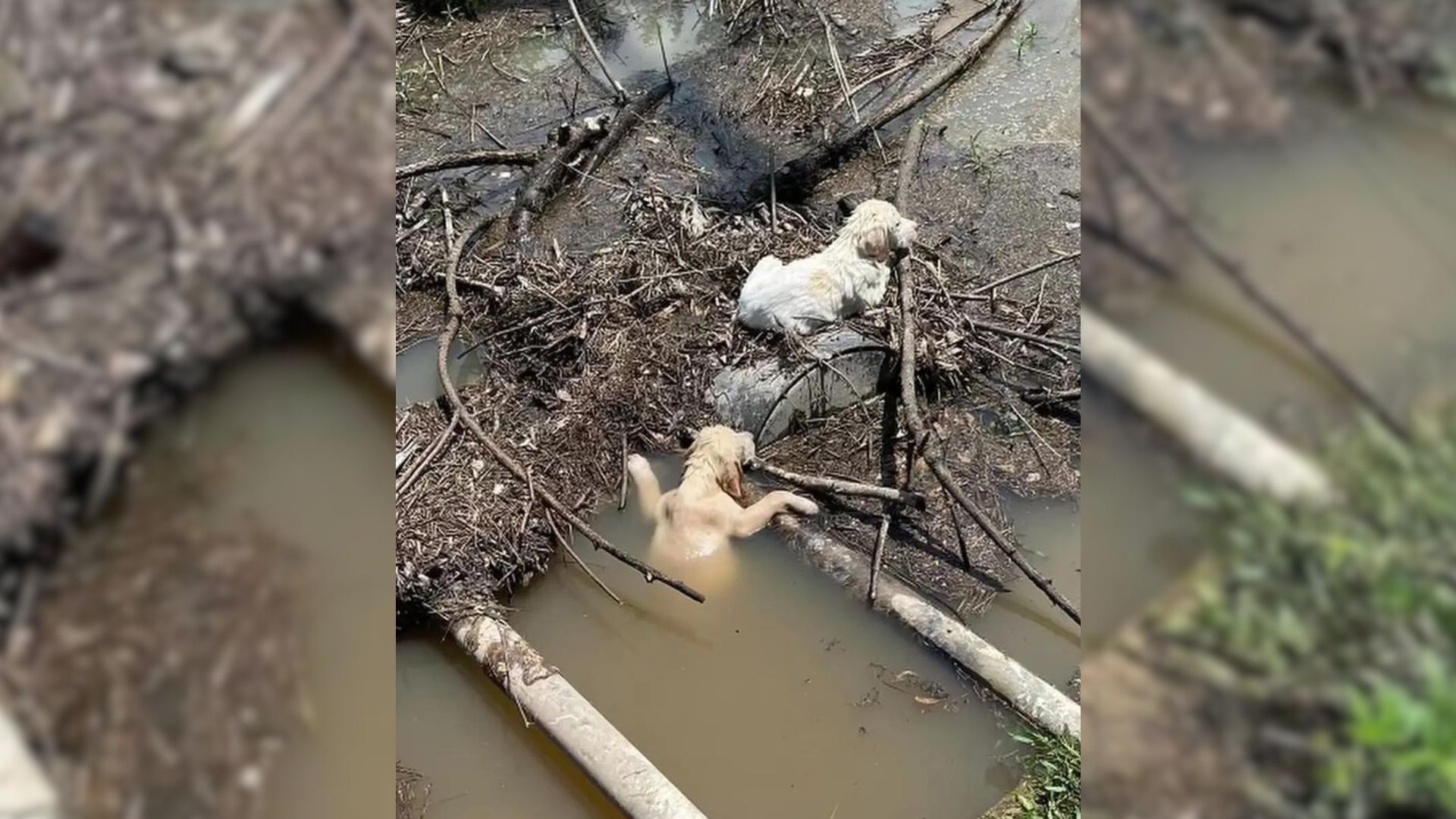 Shocked Rescuer Immediately Stops Car After Seeing Owner Throw Helpless Puppies Into Stream